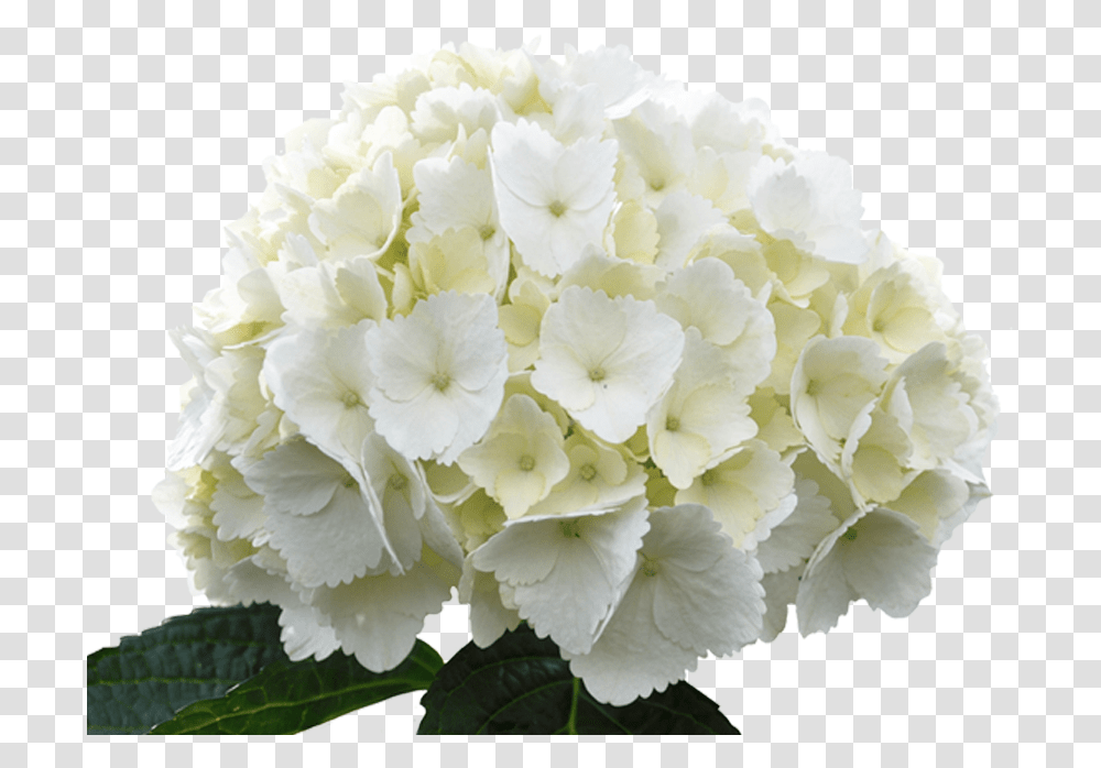 Hydrangea Jumbo White & Clipart Free White Hydrangea Flower, Plant, Blossom, Geranium, Carnation Transparent Png