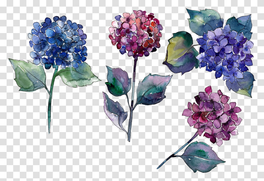 Hydrangea Photo Painted Flowers, Plant, Geranium, Petal, Dahlia Transparent Png