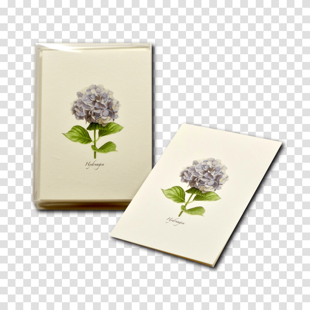 Hydrangea, Plant, Flower, Blossom, Business Card Transparent Png