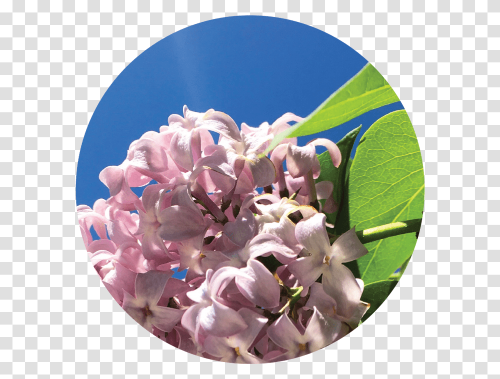 Hydrangea, Plant, Flower, Blossom, Flower Bouquet Transparent Png
