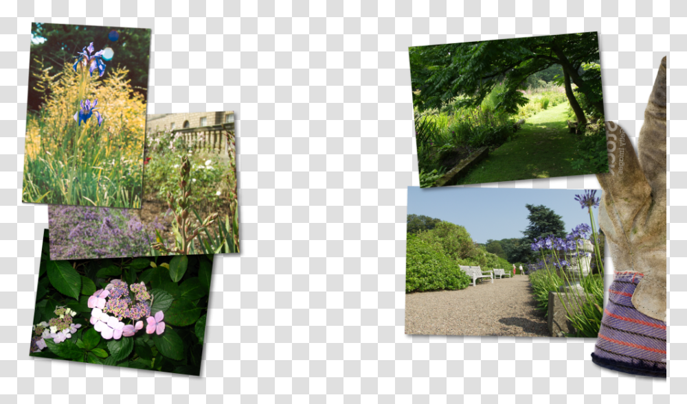 Hydrangea, Plant, Vegetation, Outdoors, Tree Transparent Png