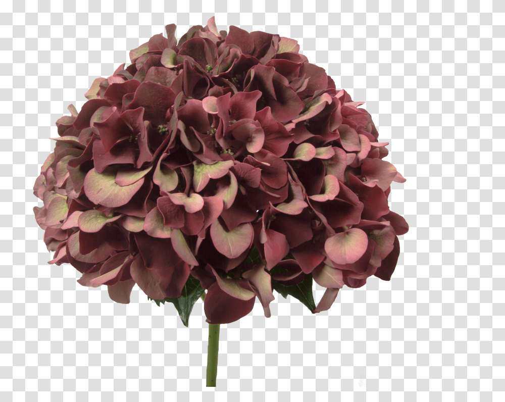 Hydrangea Ruby Red Classic Bouquet, Plant, Flower, Blossom, Rose Transparent Png