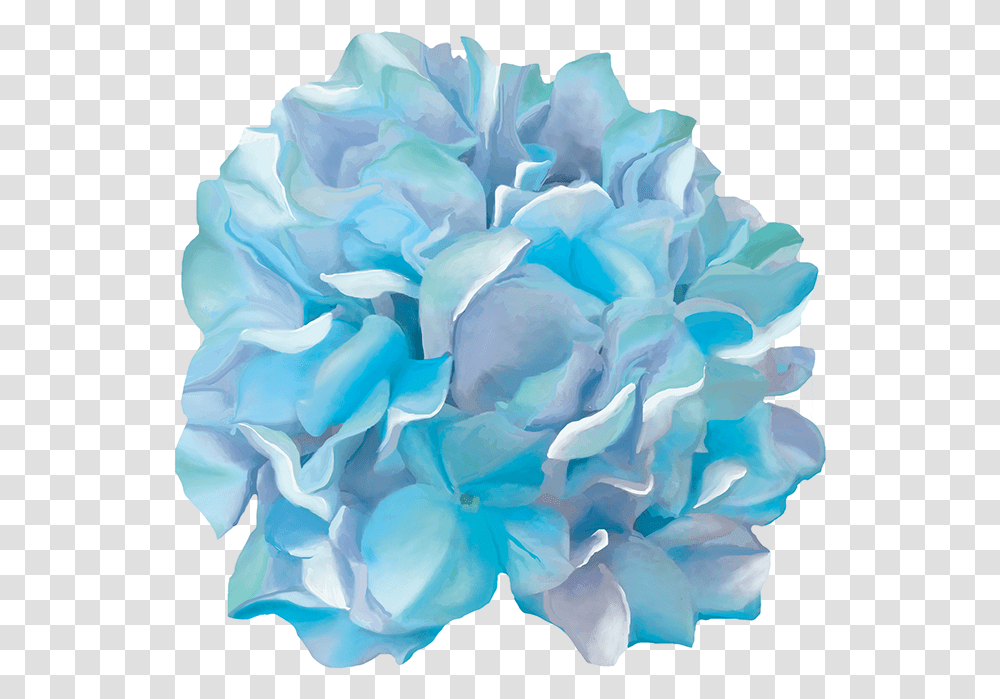 Hydrangea Watercolor, Paper, Rose, Flower, Plant Transparent Png