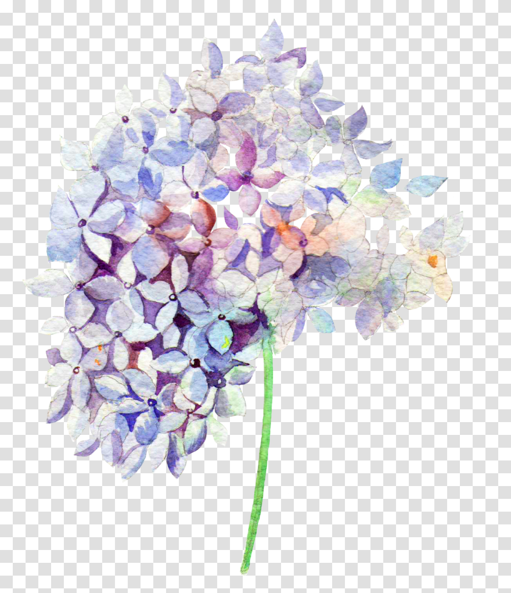 Hydrangea Watercolor Watercolor, Plant, Flower, Blossom, Geranium Transparent Png