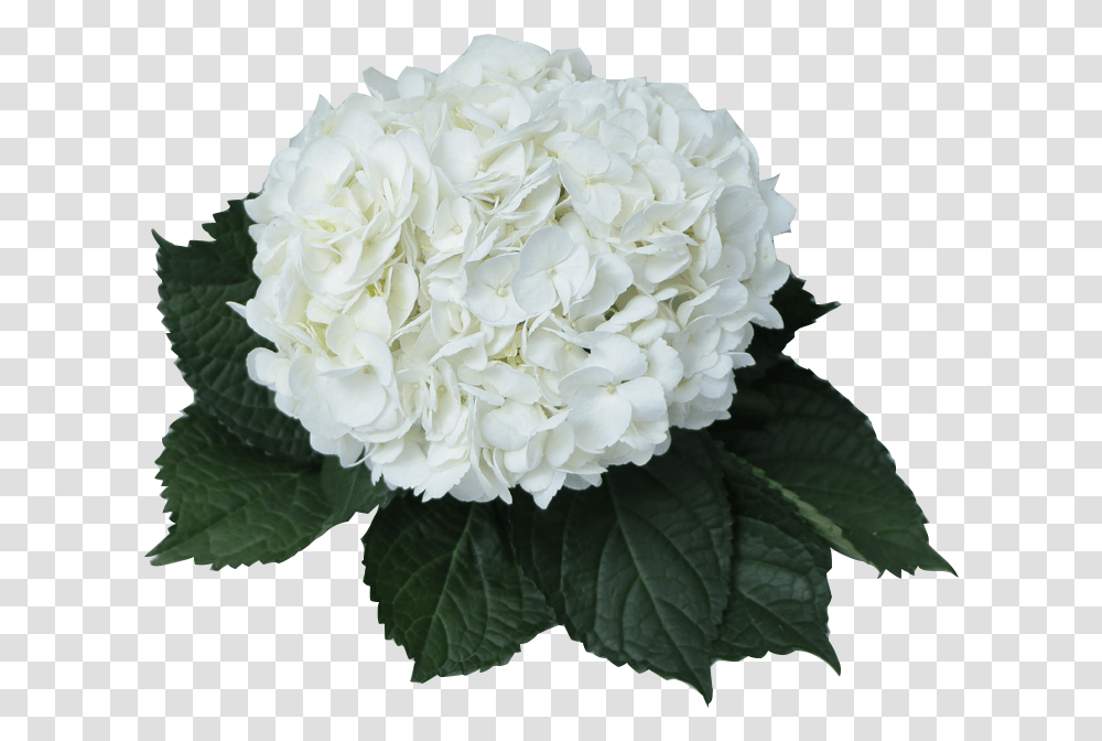 Hydrangea White Picture 1105508 Hydrangea Flower White, Plant, Blossom, Peony, Rose Transparent Png