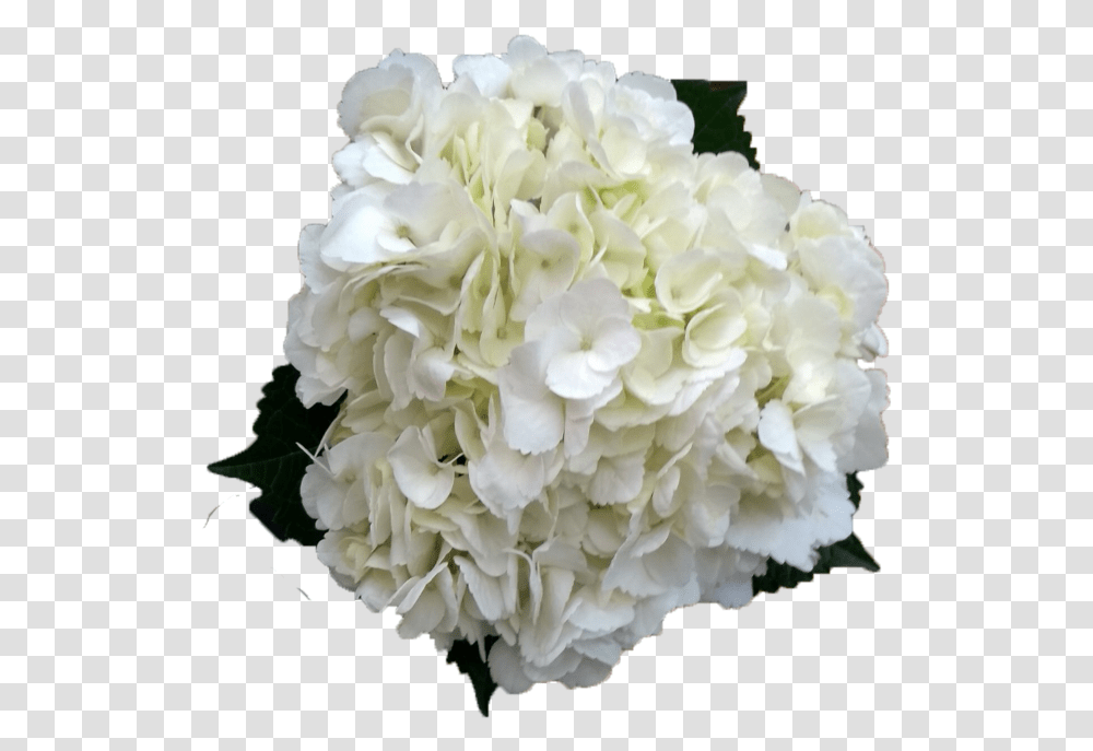 Hydrangea White White Hydrangea Flower, Plant, Geranium, Blossom, Flower Bouquet Transparent Png