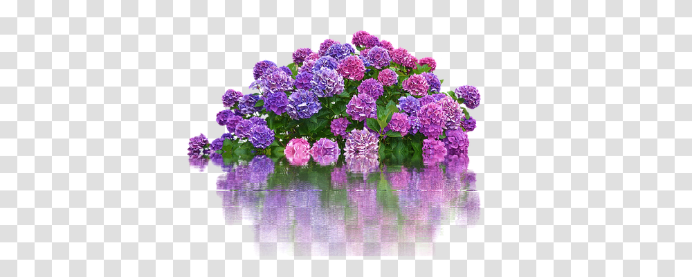Hydrangeas Nature, Plant, Purple, Flower Transparent Png