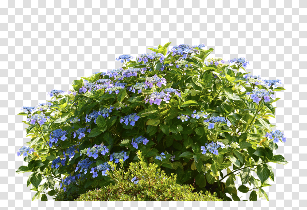 Hydrangeas 960, Flower, Plant, Acanthaceae, Iris Transparent Png