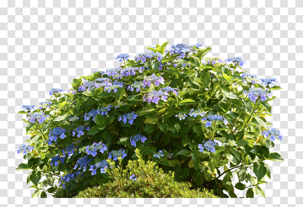 Hydrangeas Nature, Plant, Flower, Potted Plant Transparent Png