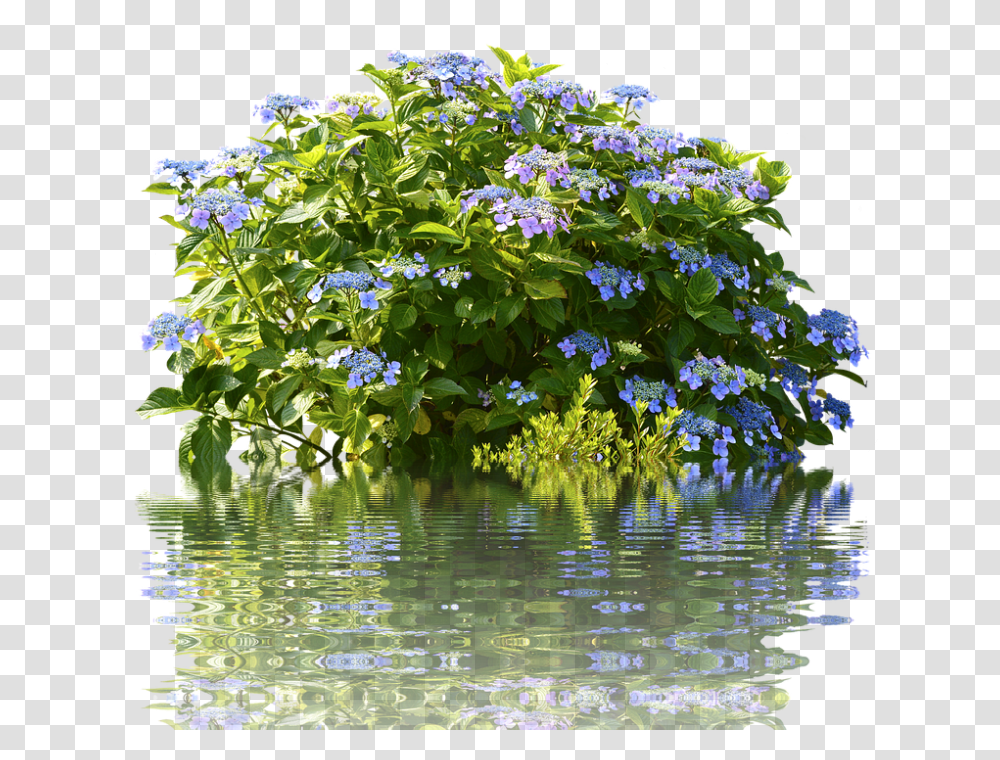 Hydrangeas 960, Flower, Outdoors, Water, Nature Transparent Png