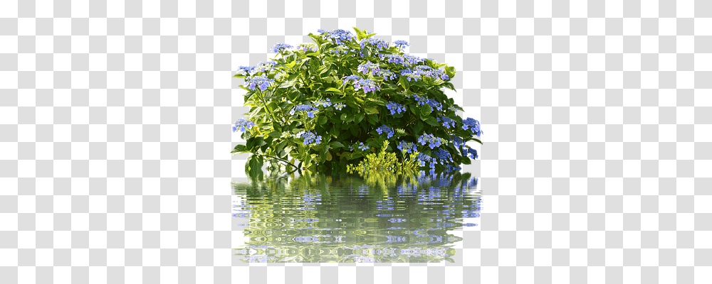 Hydrangeas Nature, Outdoors, Water, Plant Transparent Png