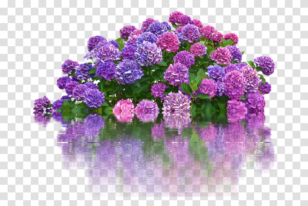 Hydrangeas Flowers Bush Flower, Plant, Geranium, Blossom, Purple Transparent Png