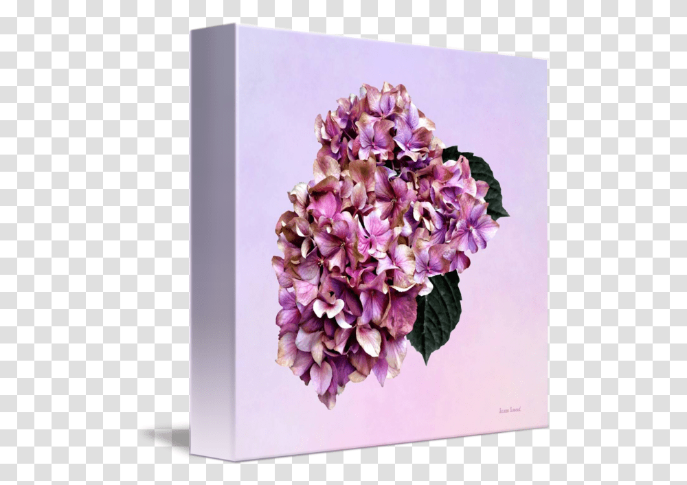 Hydrangeas Pink And Purple Hydrangea By Susan Savad Artificial Flower, Plant, Blossom, Lilac, Petal Transparent Png