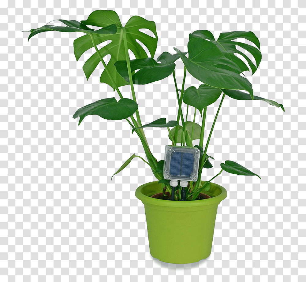 Hydroponics Indoor Plants, Leaf, Pot, Hemp Transparent Png