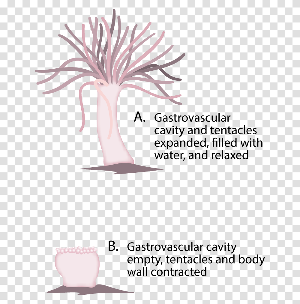 Hydrostatic Skeleton In Sea Anemone, Plant, Bird, Animal, Root Transparent Png