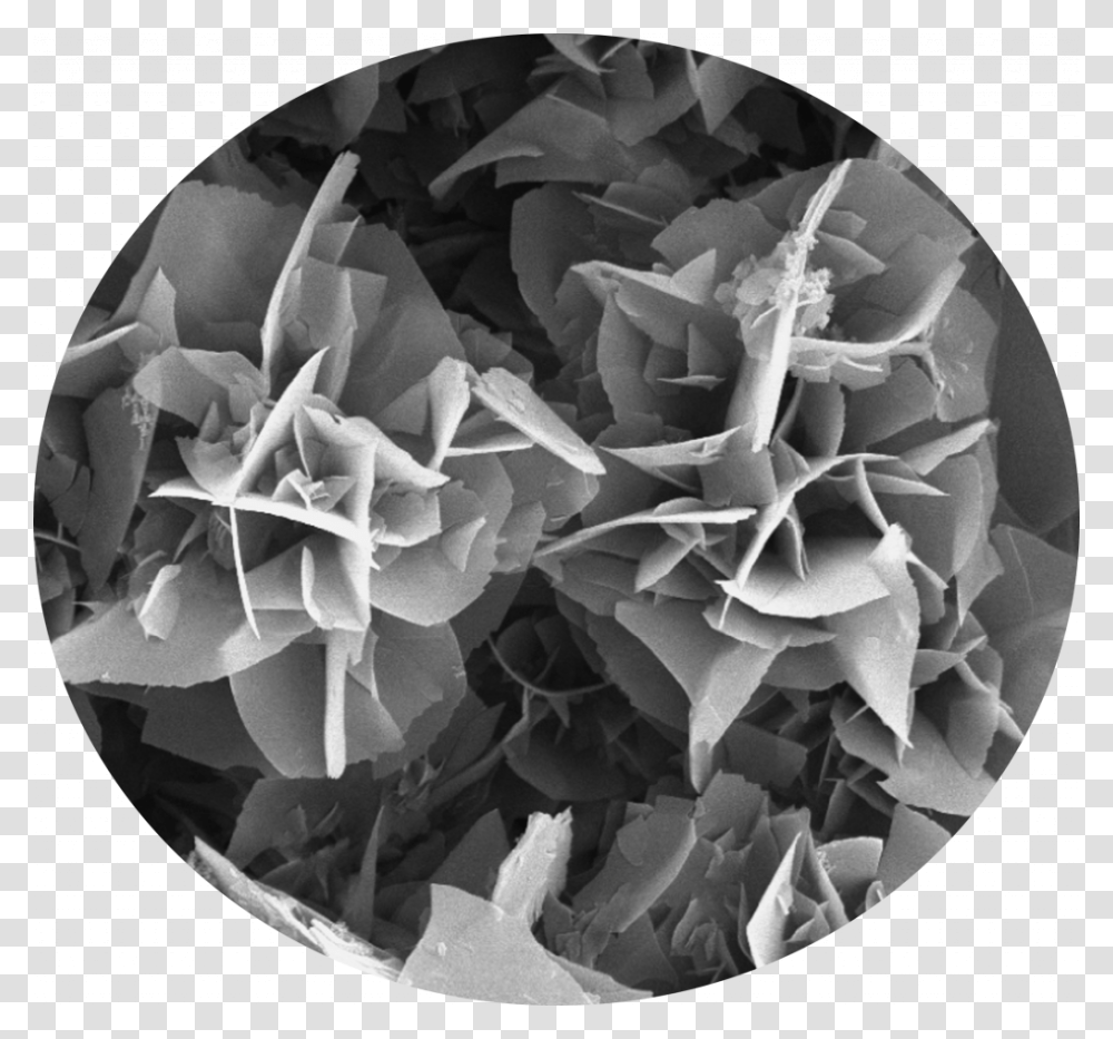 Hydrothermal Synthesis Polyimide, Plant, Flower, Paper, Rose Transparent Png