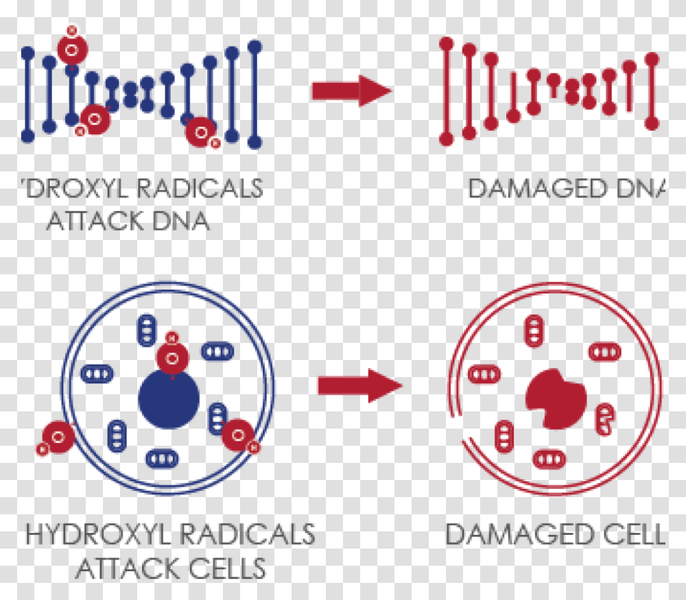 Hydroxyl Radical Damage To Dna, Logo, Trademark Transparent Png
