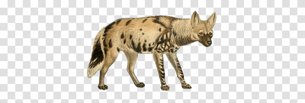 Hyena, Animals, Mammal, Wildlife Transparent Png