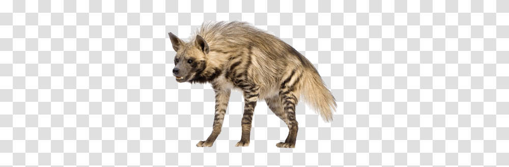 Hyena, Animals, Wildlife, Mammal, Cat Transparent Png