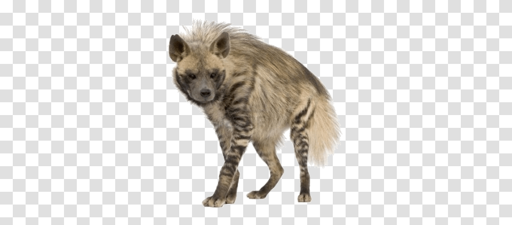 Hyena, Animals, Wildlife, Mammal, Dog Transparent Png