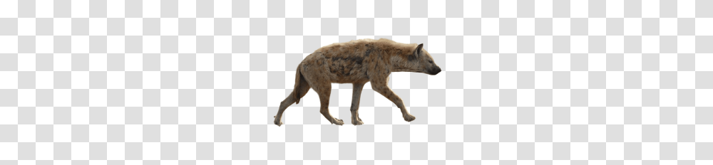 Hyena Art, Animal, Wildlife, Mammal Transparent Png