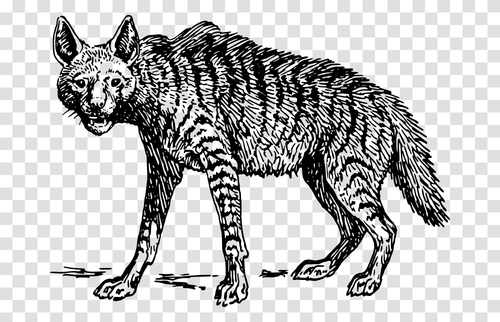 Hyena Five Animal Food Web, Gray, World Of Warcraft Transparent Png
