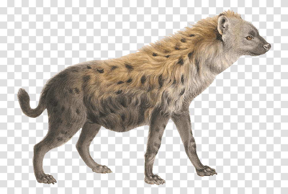 Hyena Image Hyena, Animal, Mammal, Wildlife, Lion Transparent Png