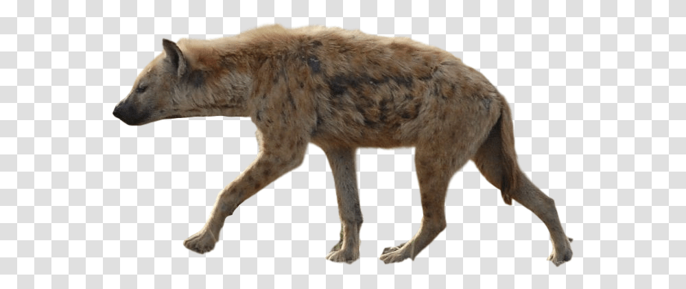 Hyena Images Free Download Hyena, Mammal, Animal, Wildlife, Dog Transparent Png