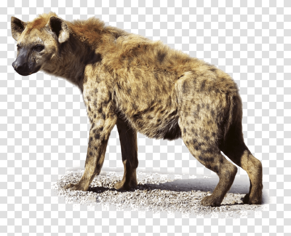 Hyena Images Hyena, Lion, Wildlife, Mammal, Animal Transparent Png