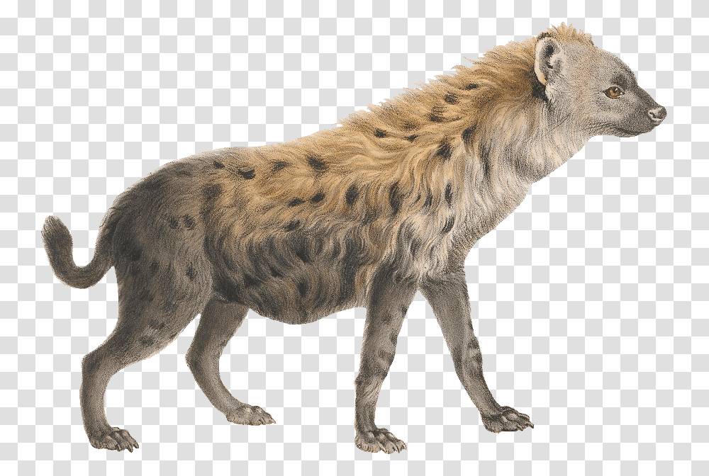 Hyena, Lion, Wildlife, Mammal, Animal Transparent Png