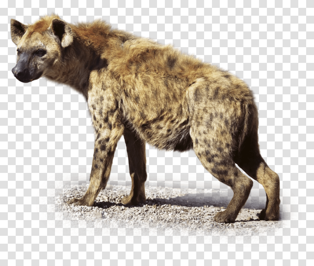 Hyena, Lion, Wildlife, Mammal, Animal Transparent Png