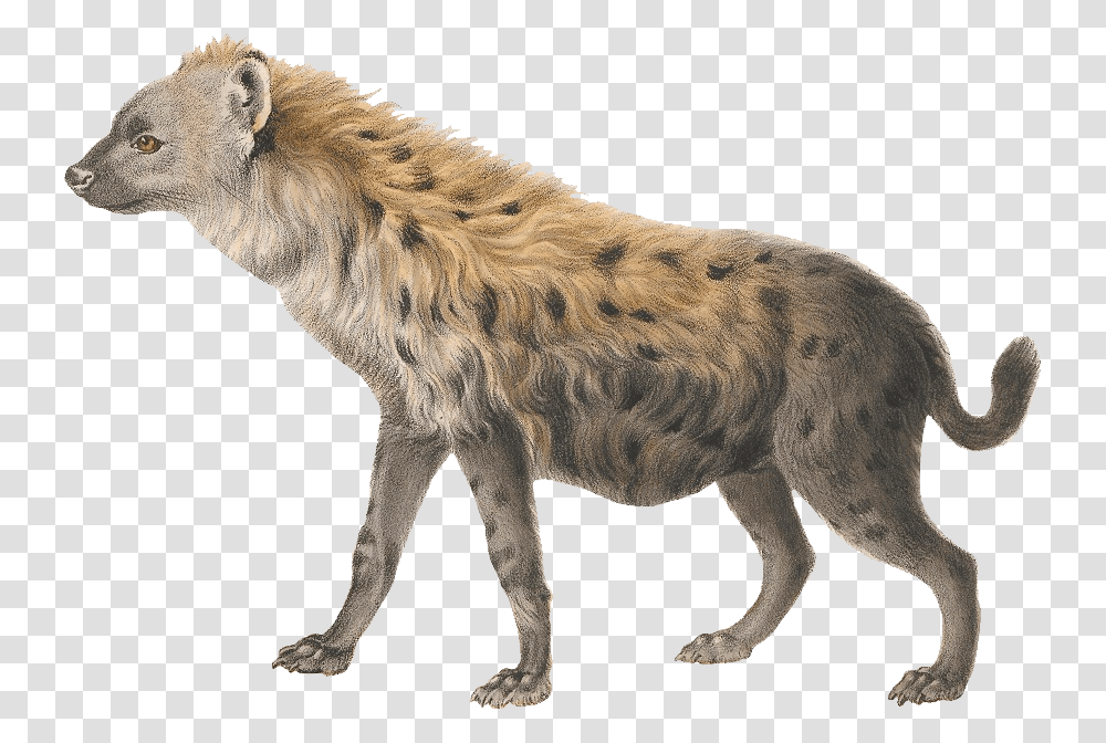 Hyena Photo Hyena, Animal, Mammal, Wildlife Transparent Png