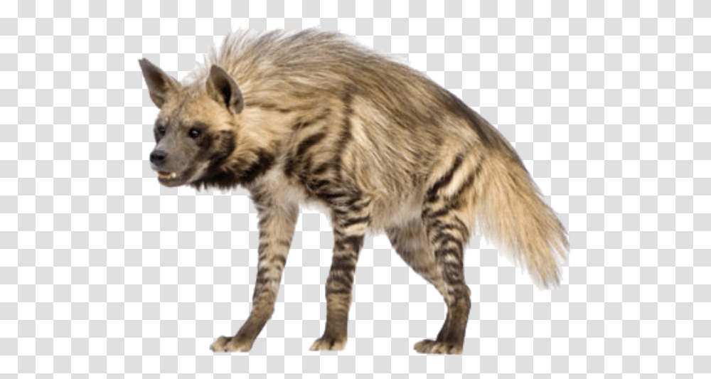 Hyena Vector Hd Hyena, Animal, Mammal, Wildlife, Panther Transparent Png