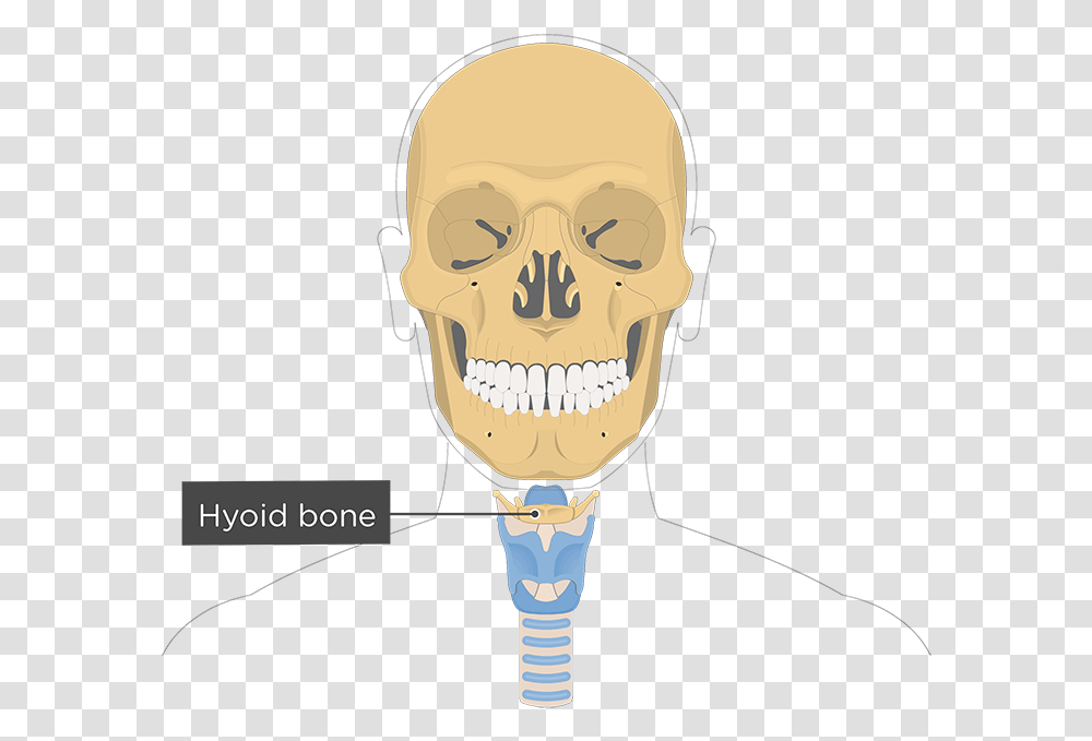 Hyoid Bone In Skull, Teeth, Mouth, Lip, Head Transparent Png