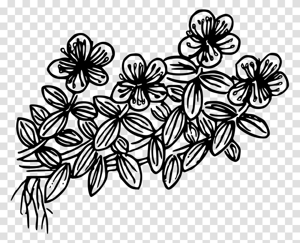 Hypericum Anagalloides Coloring Book Drawing Line Art Computer, Gray, World Of Warcraft Transparent Png