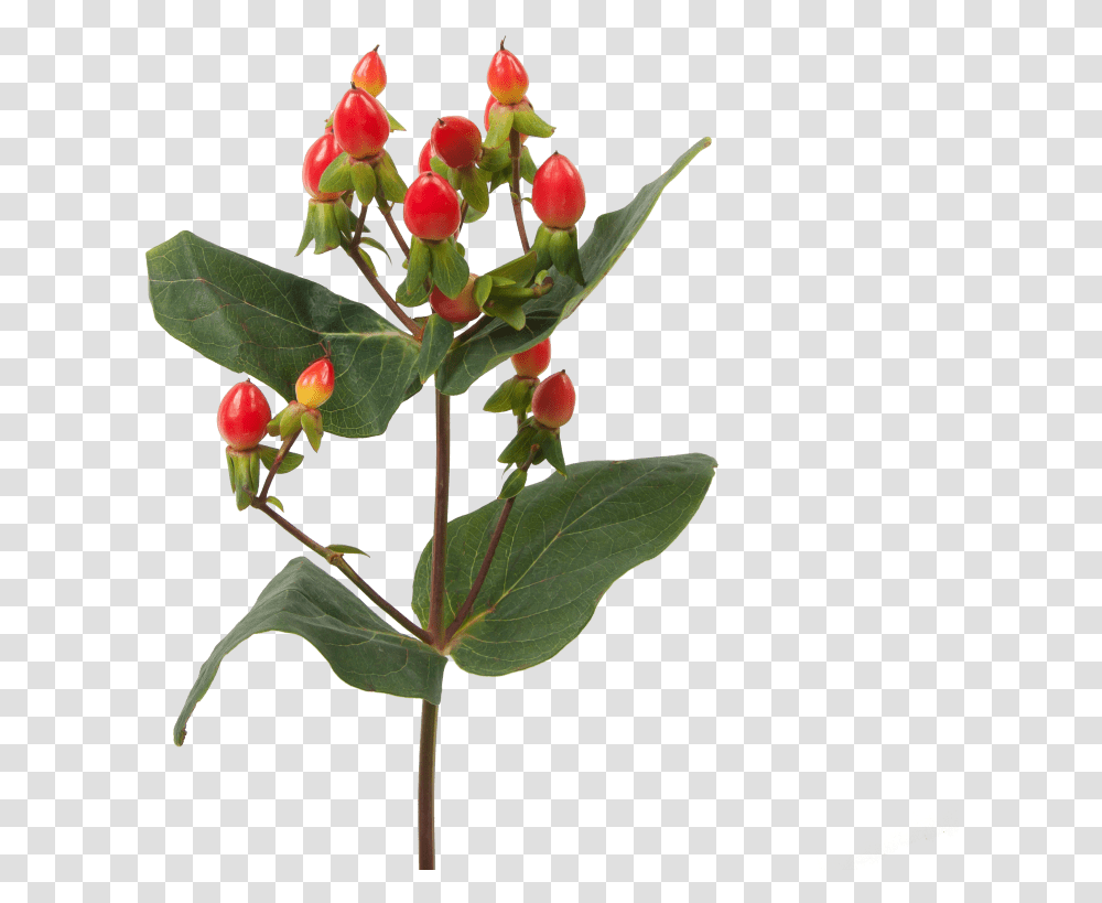 Hypericum Fire Flair Hypericum, Plant, Flower, Vase, Jar Transparent Png
