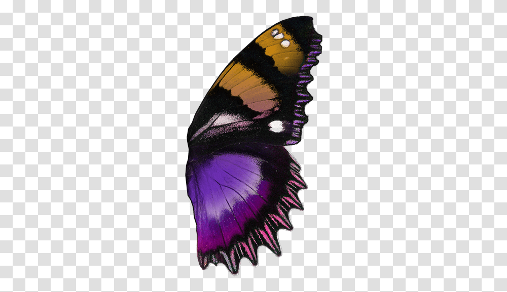 Hypolimnas Dexithea, Purple, Animal, Insect, Invertebrate Transparent Png