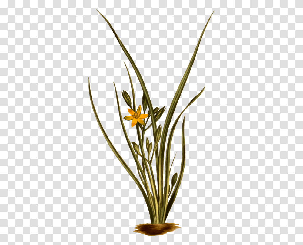 Hypoxis Hirsuta, Plant, Flower, Blossom, Daffodil Transparent Png