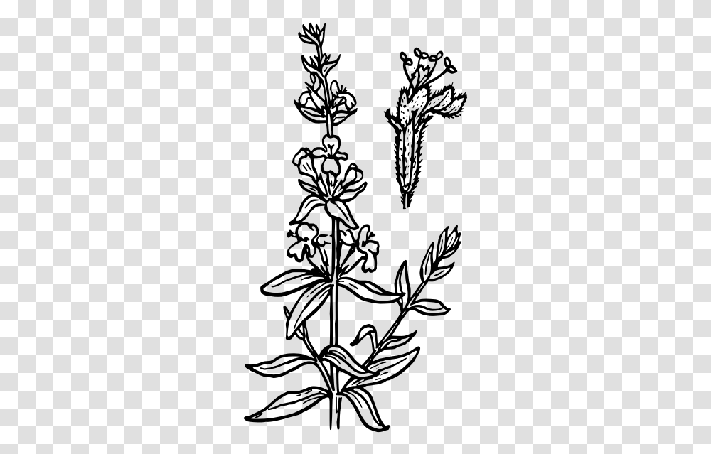 Hyssop Flower Vector Graphics Hyssop Drawing, Gray Transparent Png
