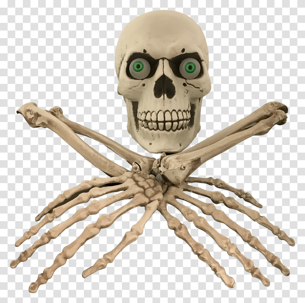 I Bone Escape Room Prop, Skeleton, Pirate, Head Transparent Png