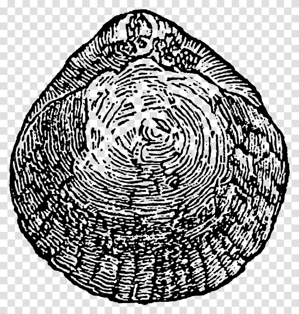 I Can Also Image These Shell Images As Pretty Design Circle, Nature, Outer Space, Astronomy, Universe Transparent Png