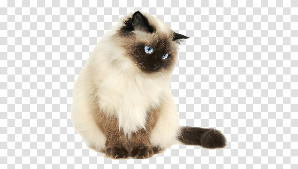 I Fucking Hate This Website Heres A Cat Himalayan Cat, Pet, Mammal, Animal, Siamese Transparent Png