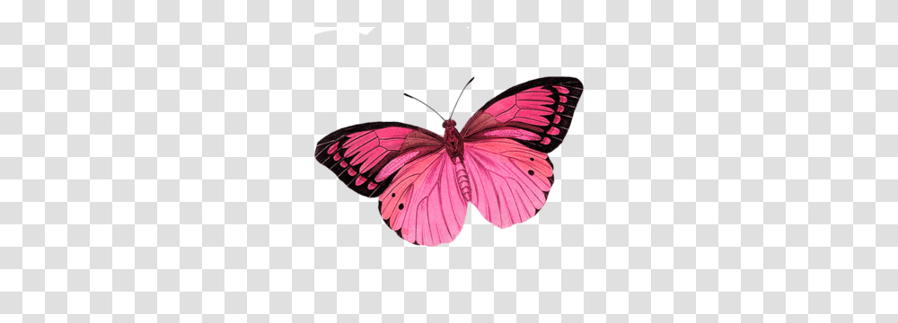 I Like This Butterfly Too I Love The Black Edging Of The Other, Insect, Invertebrate, Animal, Moth Transparent Png