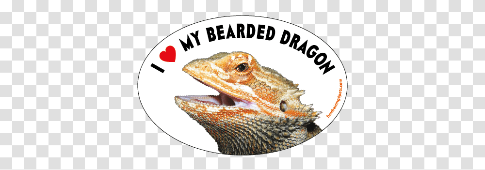I Love My Bearded Dragon Oval Magnet New Agama, Animal, Reptile, Lizard, Iguana Transparent Png