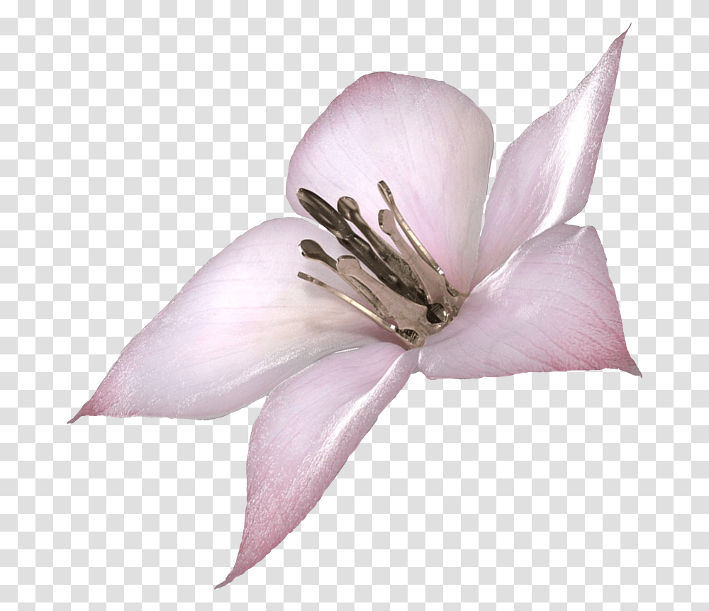 I Made A Of Lunar Tear Use It Well Nier Drakengard Flower, Plant, Blossom, Lily, Pollen Transparent Png