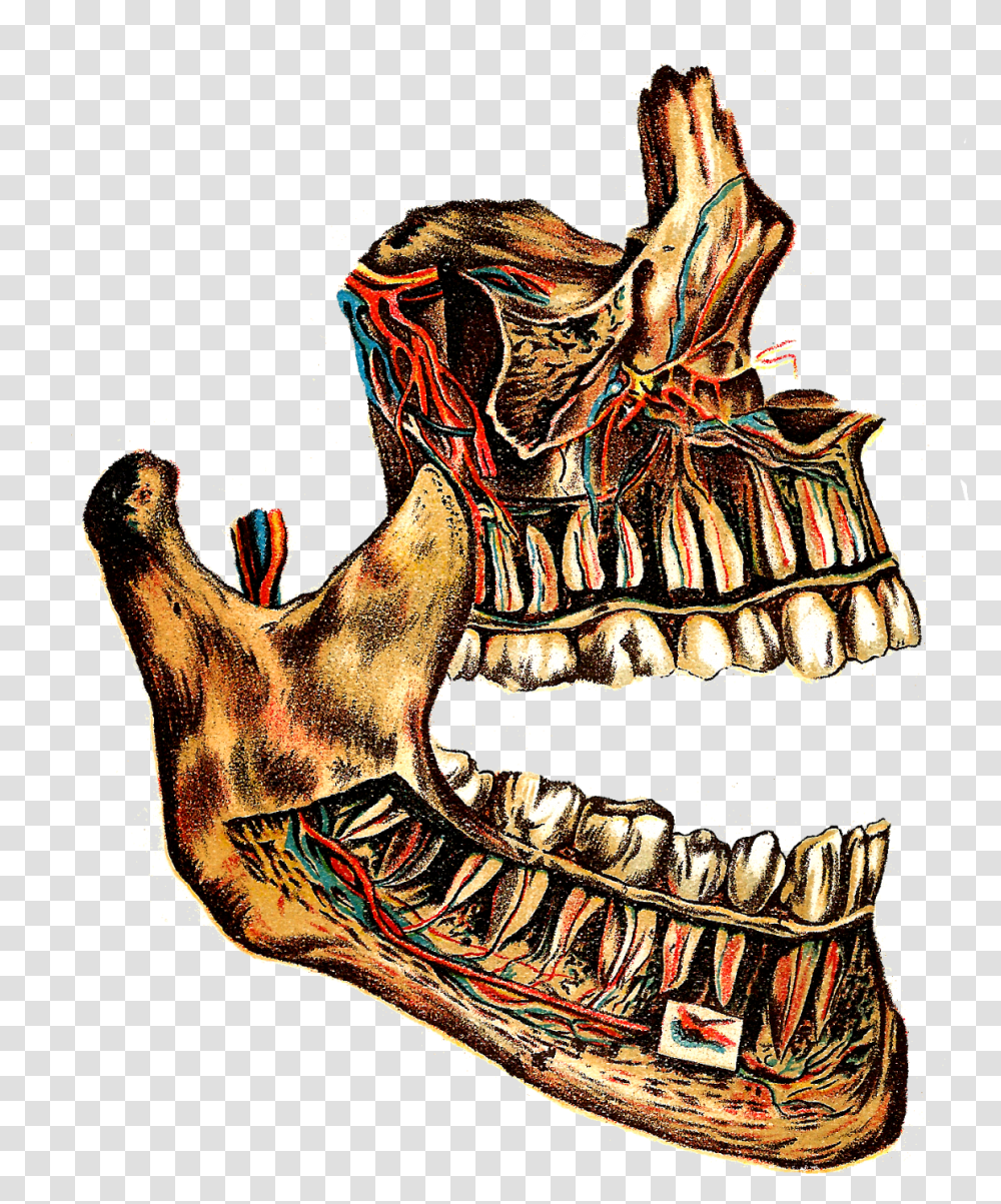 I Think This Vintage Human Jaw Bone And Circulatory Human Teeth, Animal, Glass, Footwear Transparent Png