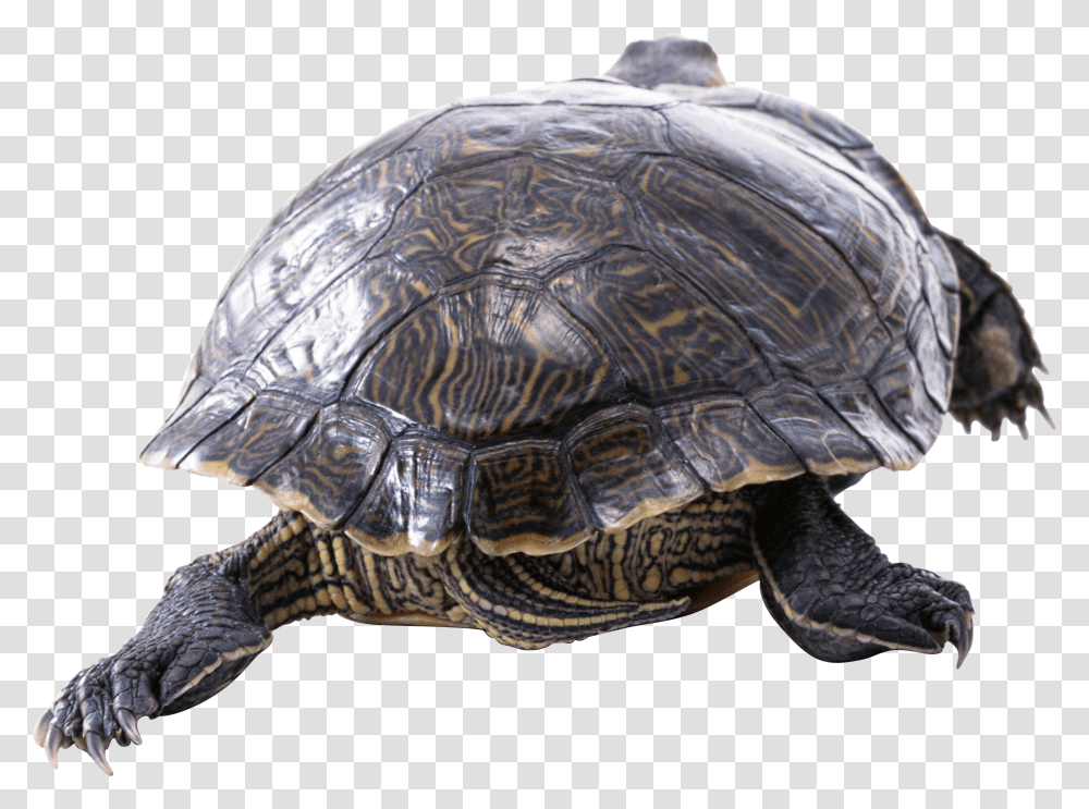 I Turtle Turtle Res Baby, Reptile, Sea Life, Animal, Box Turtle Transparent Png