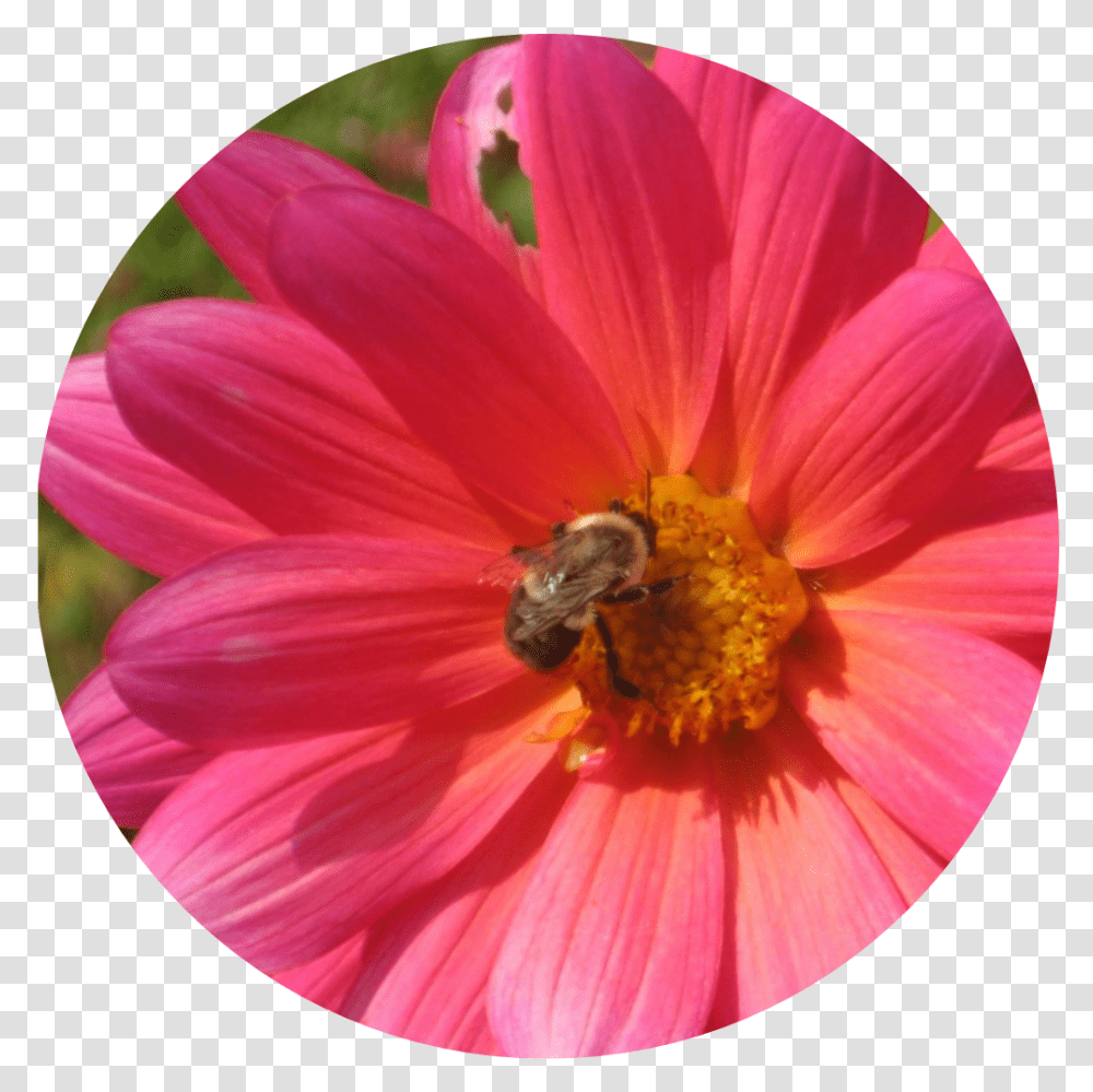 I Use The Image Of A Pink Daisy With A Bumble Bee A Barberton Daisy, Honey Bee, Insect, Invertebrate, Animal Transparent Png