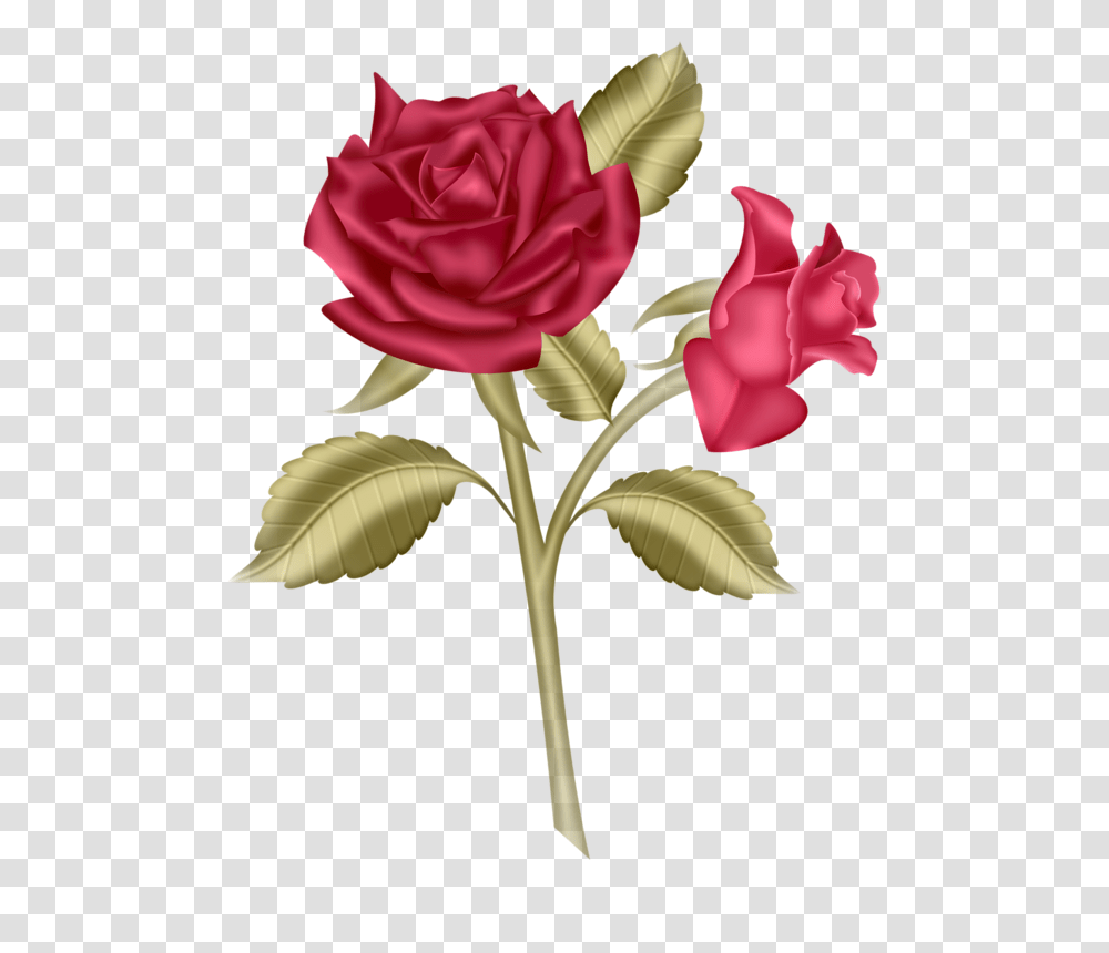 Iandeks Fotki Art Rose Clip Art And Album, Plant, Flower, Blossom, Petal Transparent Png