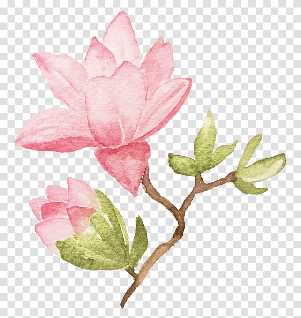 Ianmikraz Watercolor Magnolia Flower Illustration Graphics Sacred Lotus, Plant, Blossom, Petal, Acanthaceae Transparent Png